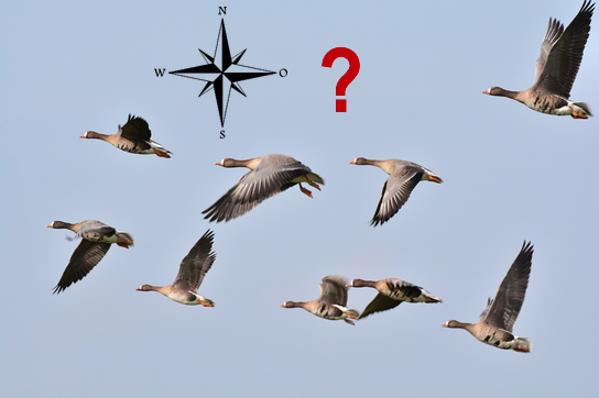 Donnerstagsvortrag zum Navigationswunder Vogelzug