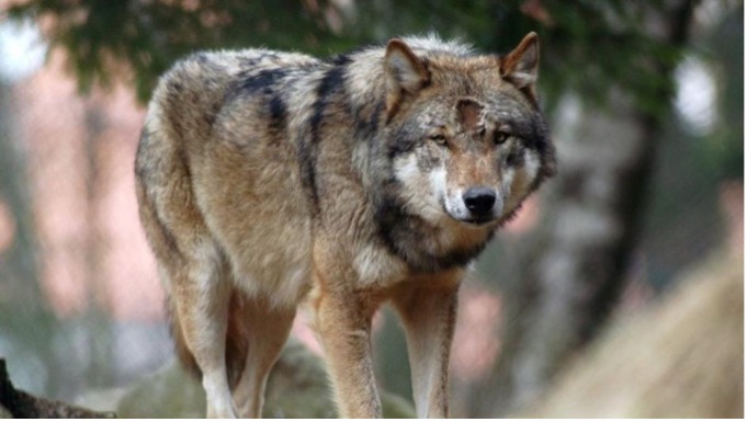 Donnerstagsvortrag: Der Wolf im Chiemgau – Traum oder Alptraum?